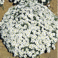 Піщанка гірська (Аренарія) Sandwort, 25 шт, Benary