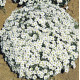 Піщанка гірська (Аренарія) Sandwort, 500 шт, Benary