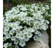 Аренарія (піщанка) гірська - Arenaria montana