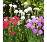 Армерія - Armeria pseudarmeria