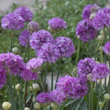 Армерия BALLERINA LILAC