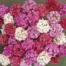 Армерия JOYSTICK MIX, ARMERIA pseudarmeria