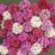 Армерия JOYSTICK MIX, ARMERIA pseudarmeria