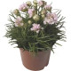 Армерія приморська  Armada™ Pink, 10 шт, Syngenta