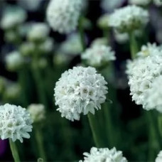 Армерія приморська  Armada™ White, 10 шт, Syngenta