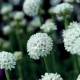 Армерія приморська  Armada™ White, 10 шт, Syngenta