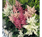 Астільба - Astilbe arendsii