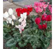 Цикламен плющелистий - Cyclamen hederifolium