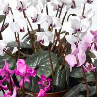  Цикламен Косський Cyberia Mix, 5 шт, Syngenta