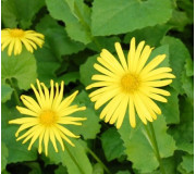 Доронікум східний - Doronicum orientale