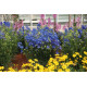 Дельфініум великоквітковий Mirror Blue 1000 шт, Benary