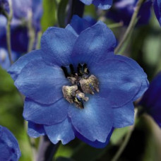  Дельфініум Benarys Pacific: Blue Jay, 1000 шт, Benary