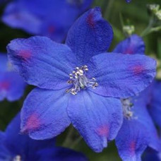 Дельфініум крупноцв, DIAMONDS BLUE, 100 шт, Kieft Seed