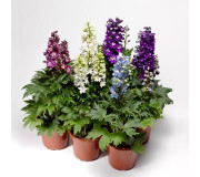 Серия "Delphina" (Syngenta)