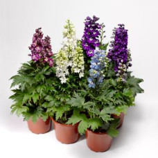 Дельфініум високий, Delphina Mix, 10 шт, Syngenta