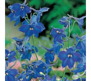 Дельфініум беладонна - Delphinium belladonna