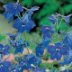 Дельфініум беладонна BLUE DONNA, 10 шт, Kieft Seed