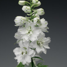  Дельфиниум Excalibur™ Pure White