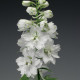 Дельфиниум Excalibur™ Pure White