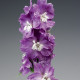 Дельфиниум Excalibur™ Lilac Rose White Bee