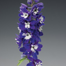 Дельфиниум  Excalibur™ Dark Blue White Bee