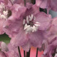 Дельфініум Magic Fountains Cherry Blos White Bee, 50 шт, Benary