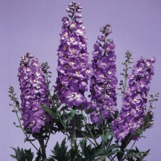 Дельфиниум Magic Fountains: Lavend, with White Bee