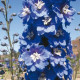 Дельфініум Magic Fountains Mid Blue with White Bee, 5000 шт, Benary