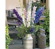 Дельфініум гібридний - Delphinium hybrida