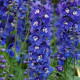 Дельфиниум высок, Dasante Blue