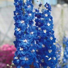 Дельфініум Candle: Blue Shades, 10 шт, Sakata