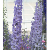 Дельфініум Candle: Lavender Shades, 10 шт, Sakata