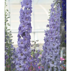 Дельфініум Candle: Lavender Shades, 10 шт, Sakata