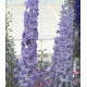 Дельфініум Candle: Lavender Shades, 10 шт, Sakata