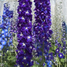 Дельфініум Candle: Violet Shades, 10  шт, Sakata
