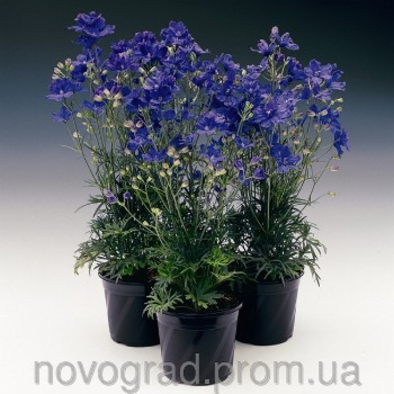 Дельфініум крупноцв, Delfix® Blue, 25 шт, Syngenta