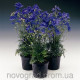 Дельфініум крупноцв, Delfix® Blue, 25 шт, Syngenta