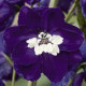 Дельфініум Magic Fountains: Dark Blue with White Bee, 5000 шт, Benary