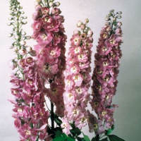 Дельфініум Magic Fountains: Lilac Pink with White Bee, 250 шт, Benary