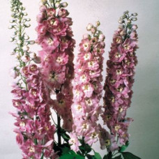Дельфініум Magic Fountains: Lilac Pink with White Bee, 50 шт, Benary