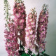 Дельфініум Magic Fountains: Lilac Pink with White Bee, 5000 шт, Benary
