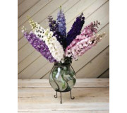 Дельфініум однорічний - Delphinium