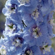 Дельфініум Magic Fountains: Sky Blue with White Bee, 50 шт, Benary