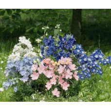 Дельфініум крупноцв, Summer®: Colors mix, 10 шт, Benary
