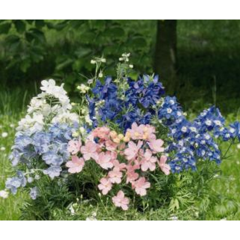 Дельфініум крупноцв, Summer®: Colors mix, 100 шт, Benary