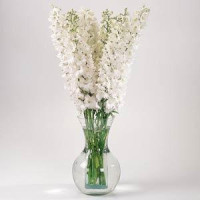 Дельфиниум высок, GUARDIAN F1 WHITE