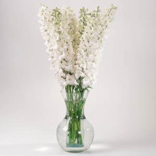 Дельфиниум высок, GUARDIAN F1 WHITE