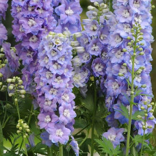 Дельфиниум высок, GUARDIAN F1 LAVENDER