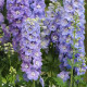 Дельфиниум высок, GUARDIAN F1 LAVENDER