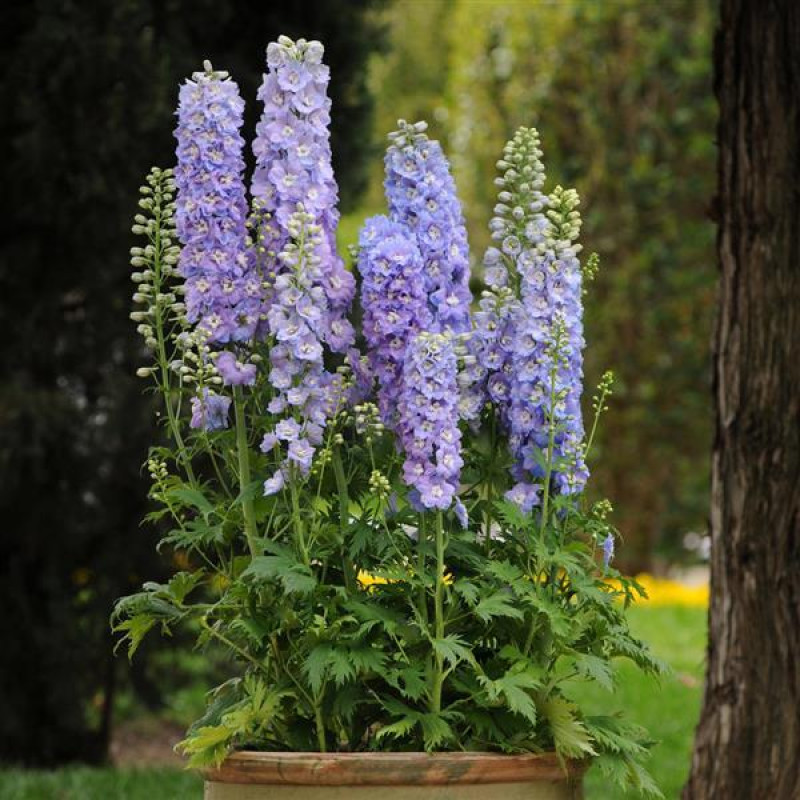 Дельфиниум высок, GUARDIAN F1 LAVENDER